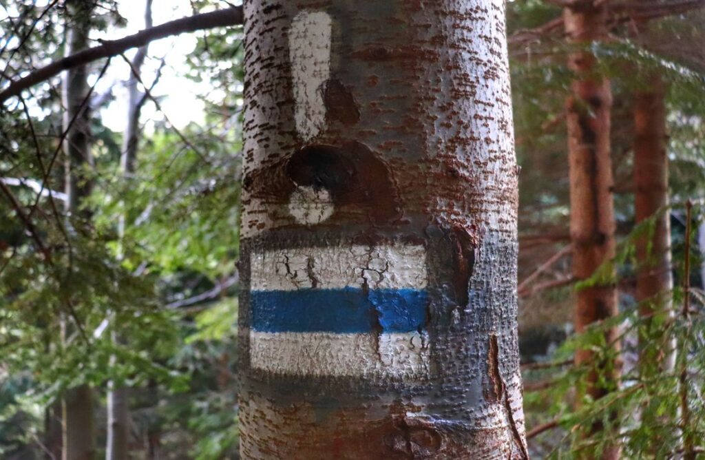 Drzewo, oznaczenie szlaku niebieskiego, biały wykrzyknik