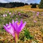 Hala Rysianka, krokusy