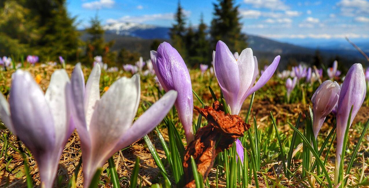Krokusy w Beskidach – Beskid Żywiecki