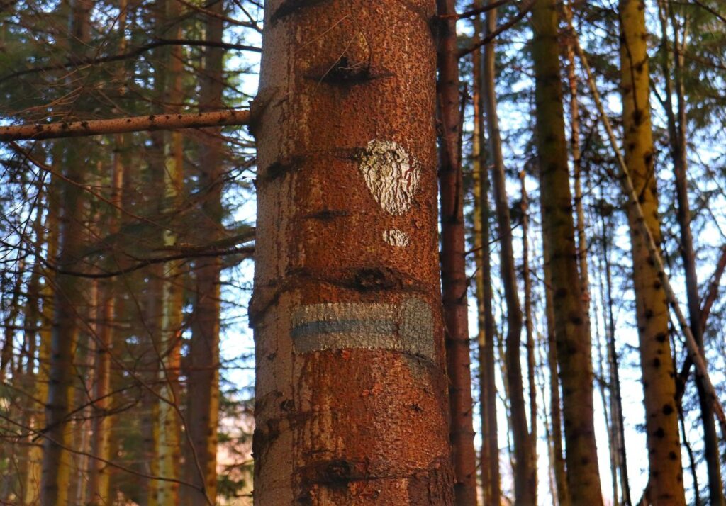 Oznaczenie na drzewie szlaku niebieskiego, wykrzyknik