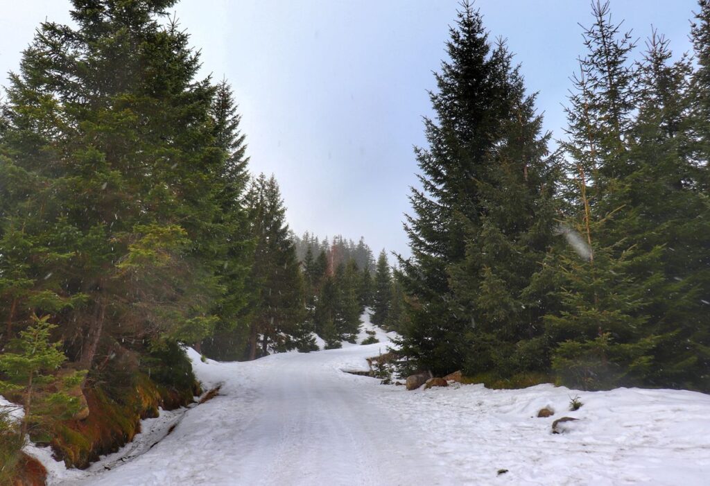 Szeroka i zaśnieżona droga na żółtym szlaku - Karpacz