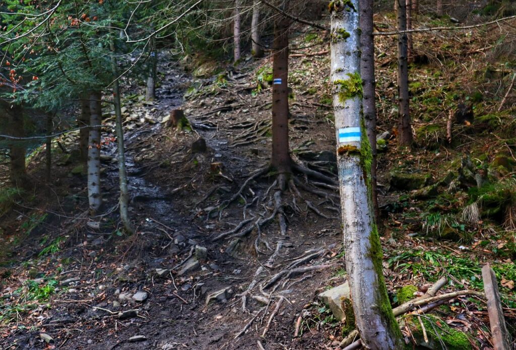 Wąska ścieżka leśna na szlaku niebieskim - Sopotnia Wielka