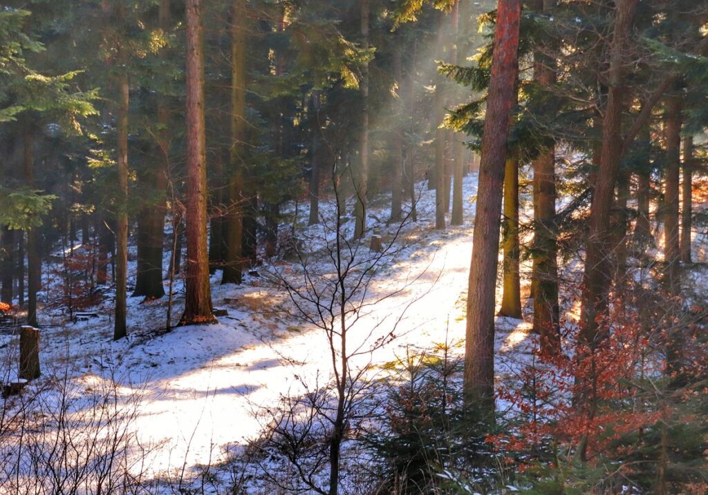 Leśna ścieżka oświetlona przez promienie słoneczne, Beskid Mały, Straconka