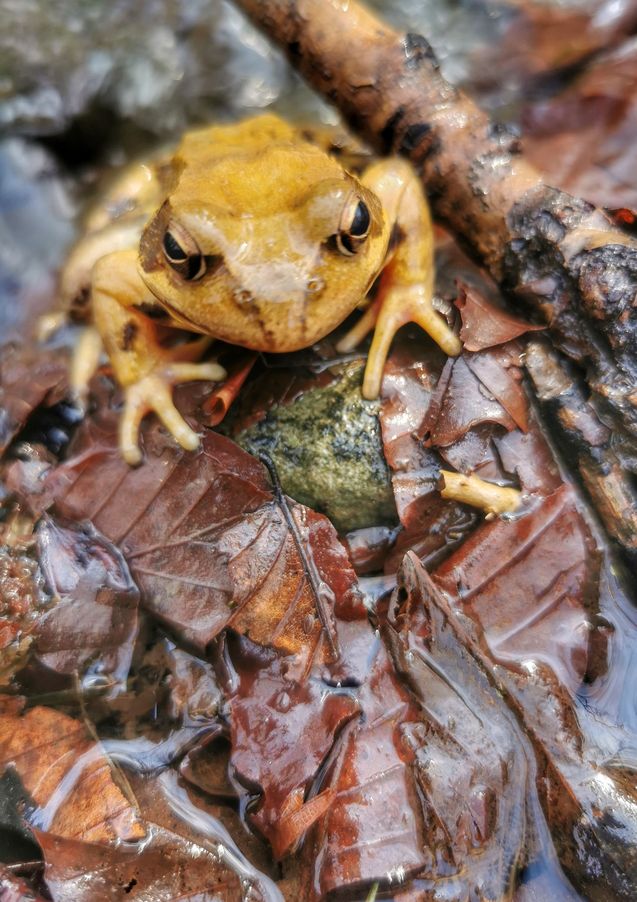 Brązowa żaba