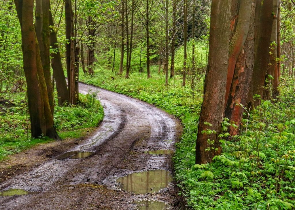 Szeroka droga leśna w Bystrej Śląskiej, deszczowy, wiosenny dzień
