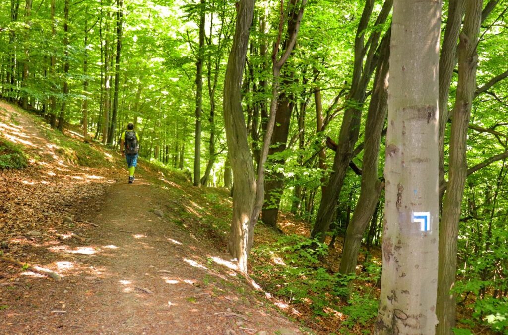 Droga leśna, turysta, oznaczenie na drzewie - zmiana kierunku szlaku niebieskiego - skręt w lewo