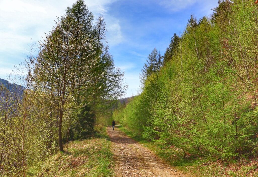 Droga leśna, wiosna w Beskidzie Śląskim