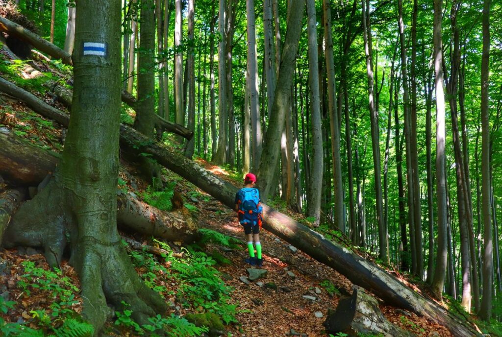 Dziecko na niebieskim szlaku prowadzącym przez Rezerwat Przyrody Zasolnica w Beskidzie Małym, las