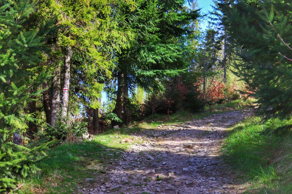 Kamienista droga leśna, szlak czerwony prowadzący na szczyt Gaiki w Beskidzie Małym