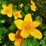 Knieć błotna kaczeniec