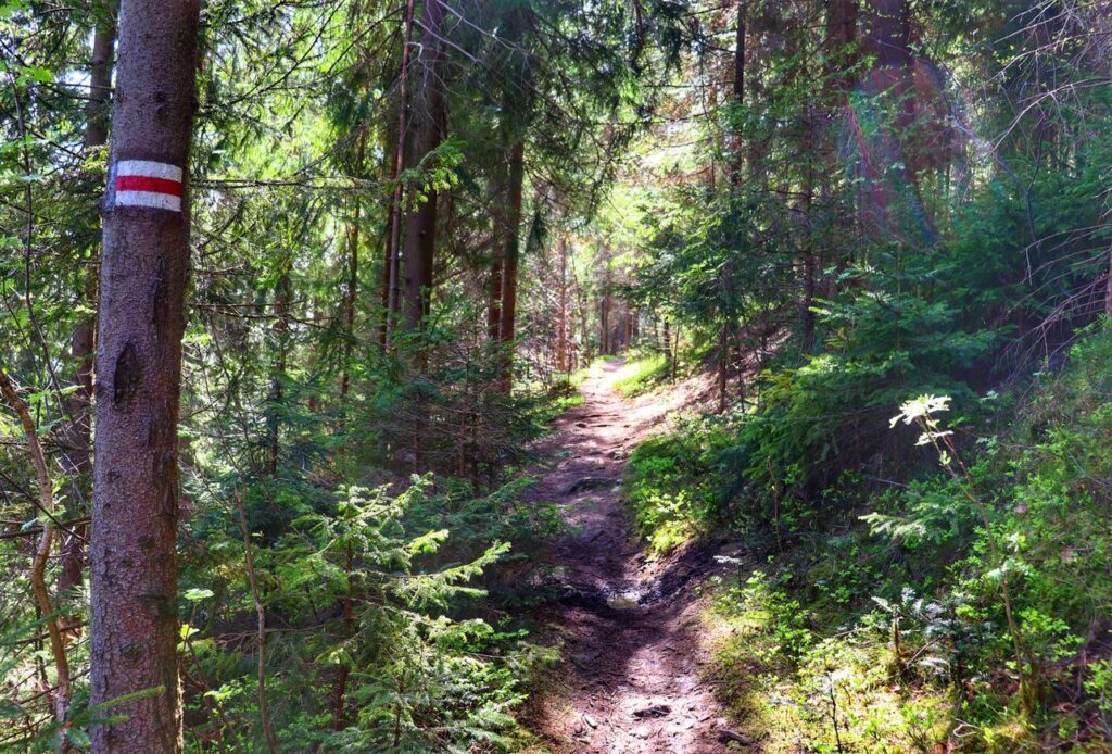 Las, wąska ścieżka na szlaku czerwonym, Buczkowcie, słoneczny dzień