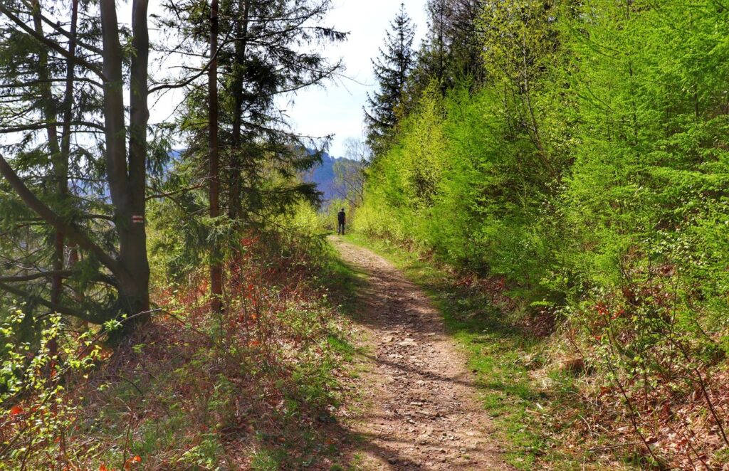 Leśna ścieżka na czerwonym szlaku poniżej Przełęczy Siodło w Szczyrku