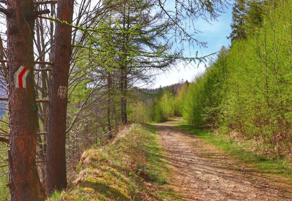 Miejsce skrętu szlaku czerwonego w prawo, droga leśna, okolice Przełęczy Siodło w Szczyrku