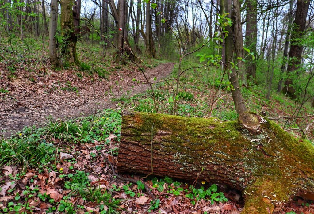 Ścieżka przyrodniczo-dydaktyczna po Górze Bucze, ścieżka leśna, konar drzewa