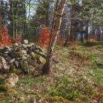 Szczyt Skalite, Szczyrk, las