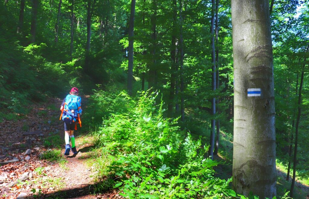 Szeroka droga leśna na niebieskim szlaku - Rezerwat Przyrody Zasolnica, dziecko