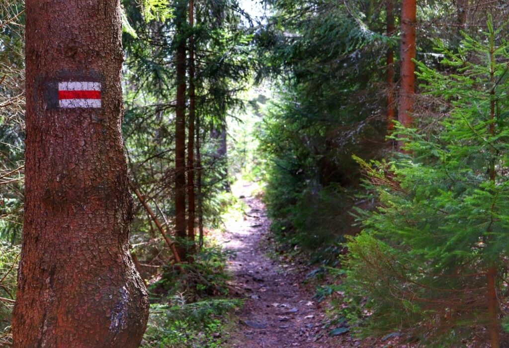 Wąska ścieżka leśna na czerwonym szlaku, Buczkowice 