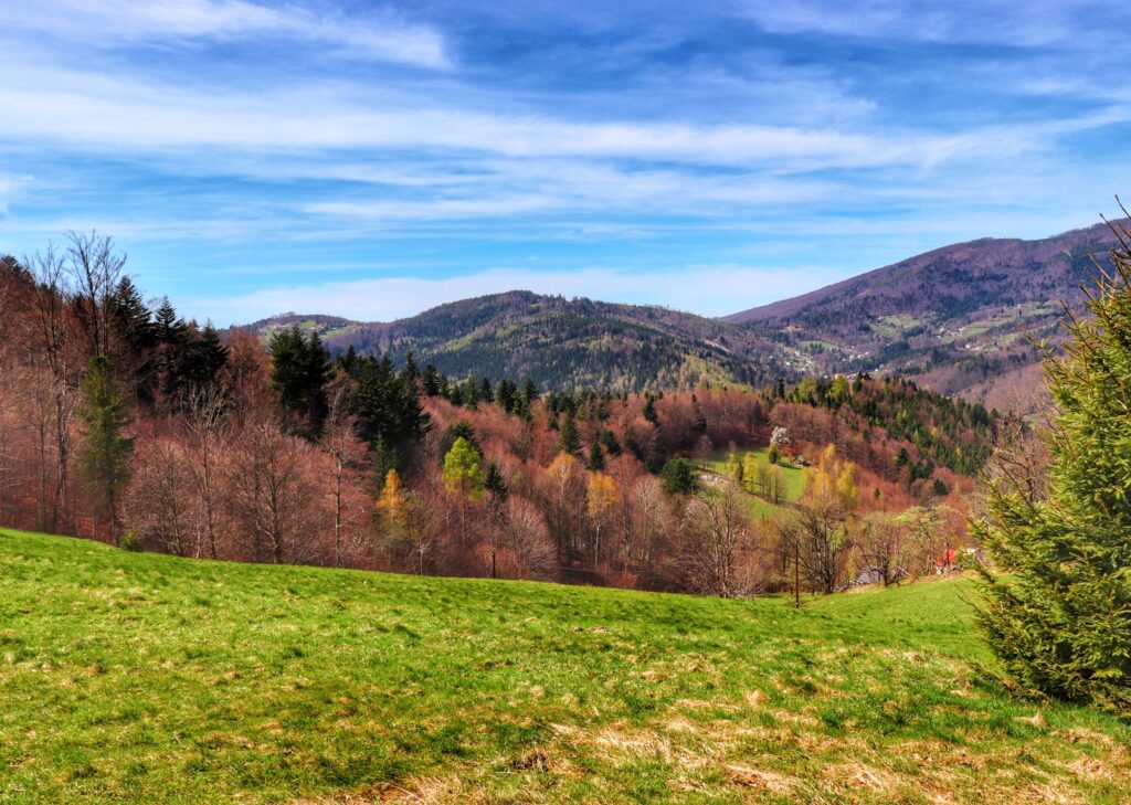Widok z polany na Przełęczy Siodło w Beskidzie Śląskim