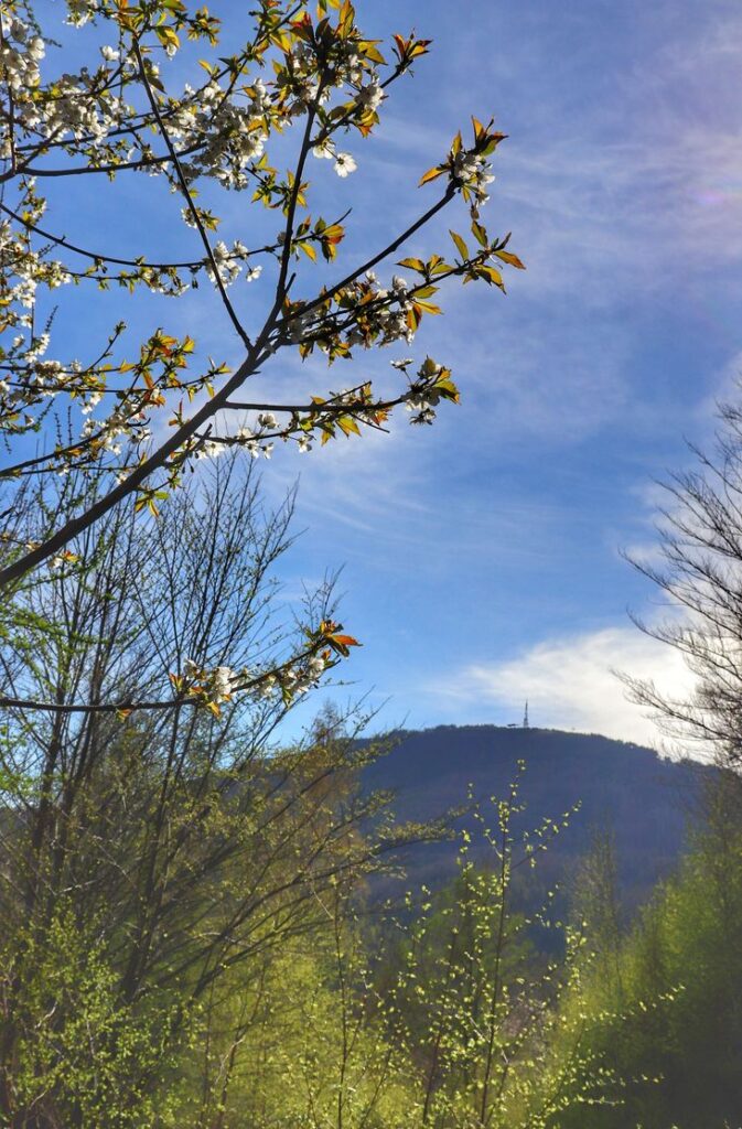 Wiosna w Beskidzie Śląskim, widok na szczyt Skrzyczne, kwitnące drzewa