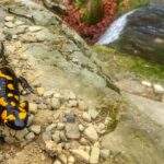 Wodospad Bród, salamandra plamista, Bystra Śląska