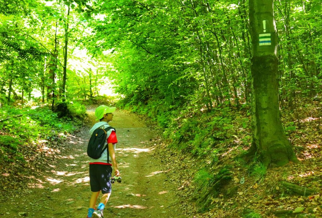 Beskidzki las, dziecko, zmiana kierunku szlaku zielonego na szczyt Orłowa