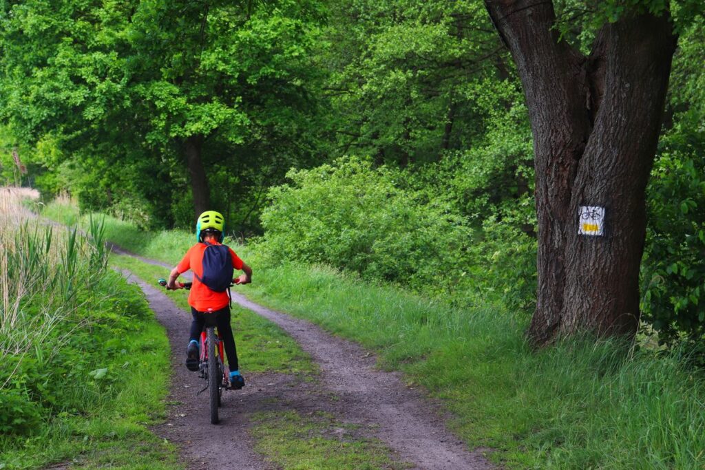 Pojezierze Palowickie, mały rowerzysta na żółtym szlaku rowerowym, szeroka droga leśna 