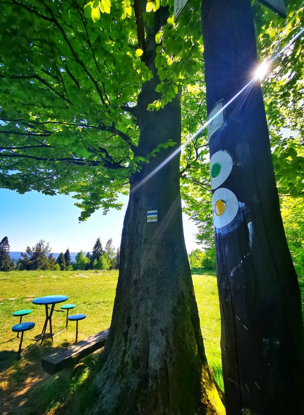 Orłowa Herzyk w Beskidzie Śląskim, szlaki oznaczone na drzewie, słońce