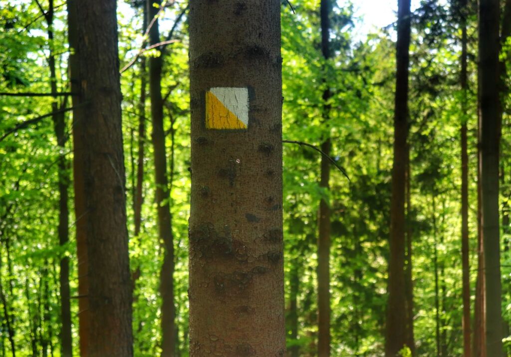 Oznaczenie na drzewie żółtego szlaku spacerowego