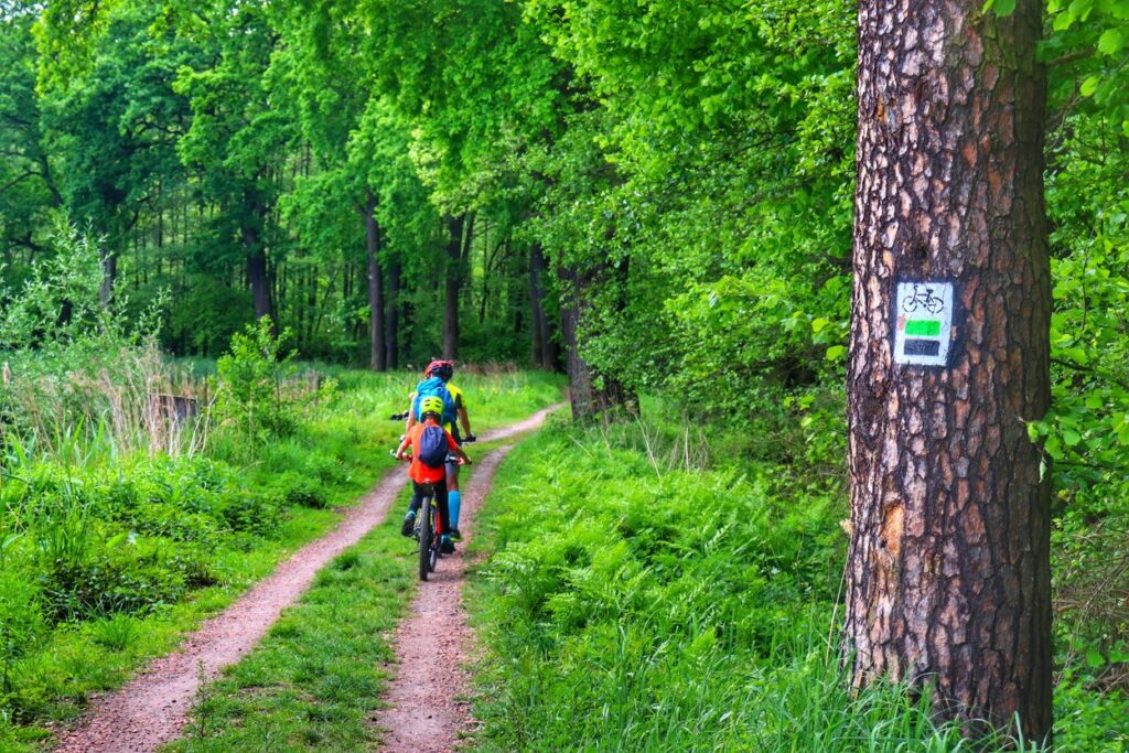 Pojezierze Palowickie na Górnym Śląsku, rowerzyści - mężczyzna z dzieckiem na zielonym szlaku rowerowym, leśna i szeroka ścieżka