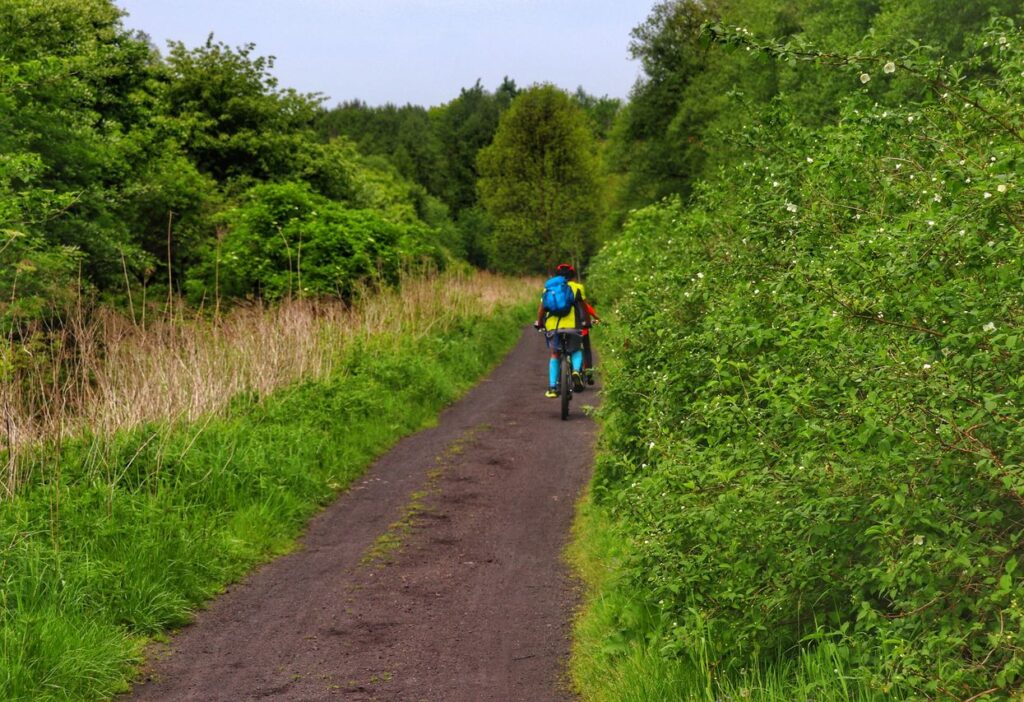 Rowerzyści, szeroka droga leśna, zielony szlak rowerowy, Pojezierze Palowickie na Górnym Śląsku