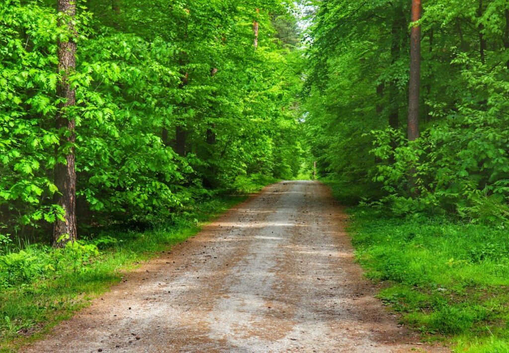 Szeroka droga leśna na zielonym szlaku rowerowym, Szczejkowice na Górnym Śląsku 