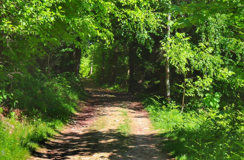 Szeroka droga leśna na zielonym szlaku w Ustroniu