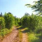 Szeroka droga leśna, żółty szlak spacerowy LEŚNY idący z Ustronia