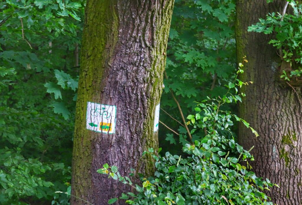 Oznaczenie szlaku rowerowego na drzewie