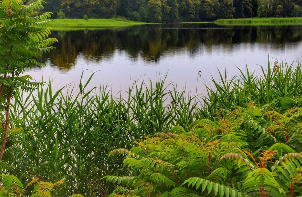 Staw Zabrzeszczak, zieleń, krzewy