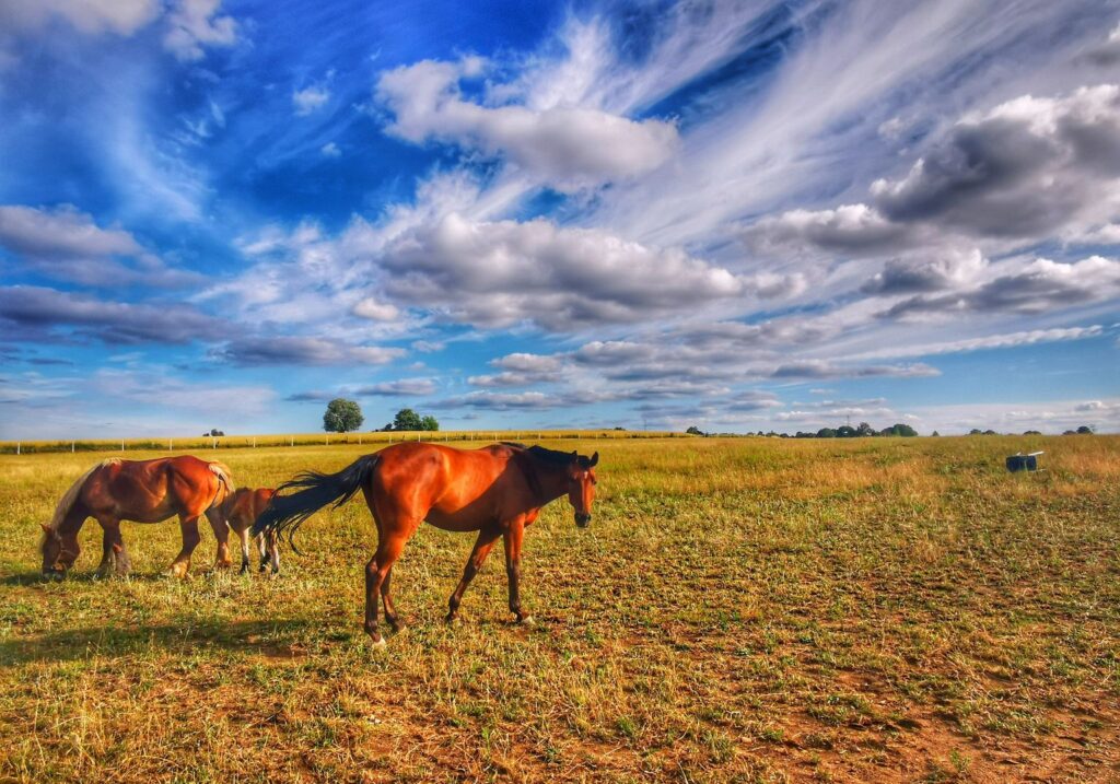 Mazury, widok z trasy rowerowej Rowerem po kolei, konie, pole, lato