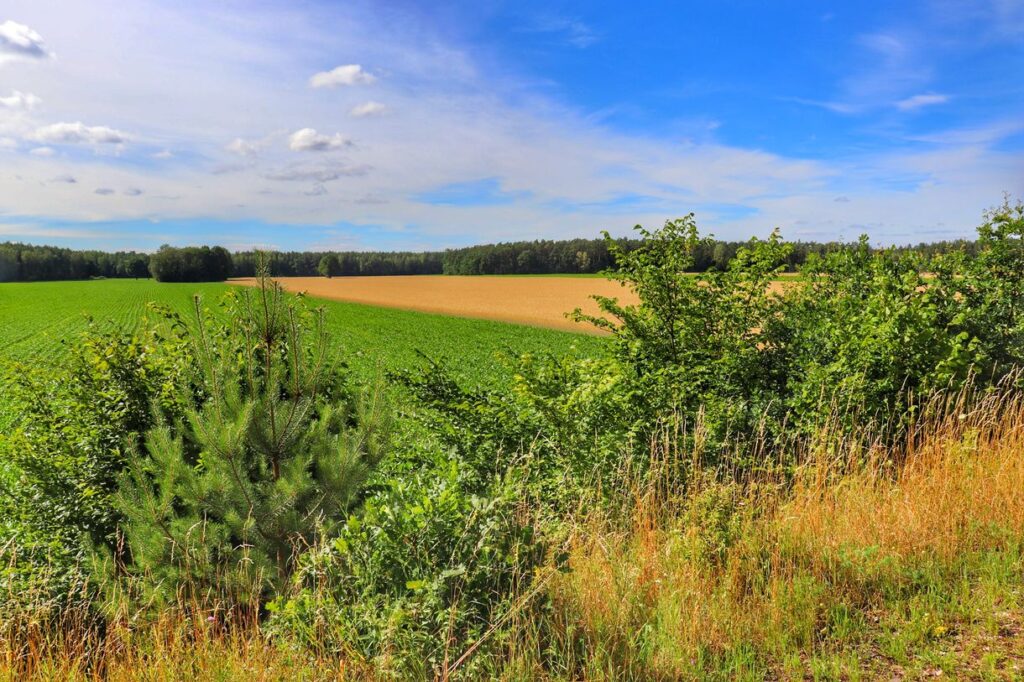 Widok rozciągający się z trasy rowerowej Rowerem po kolei na Mazurach, pole, niebieskie niebo