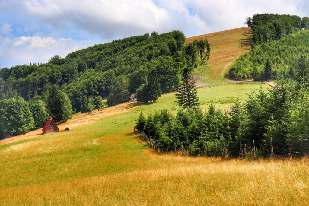 Widok na Halę Borucz w Beskidzie Żywieckim