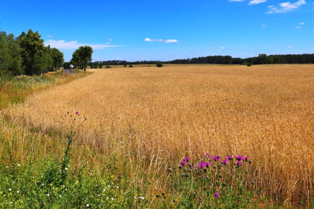 Widok na pole z trasy Rowerem po Kolei, Mazury