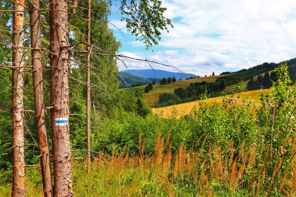 Widok ze szlaku niebieskiego, Żabnica, polana, góry