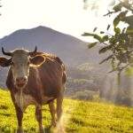 Krowa, polana, szlak czarny Mszana Dolna