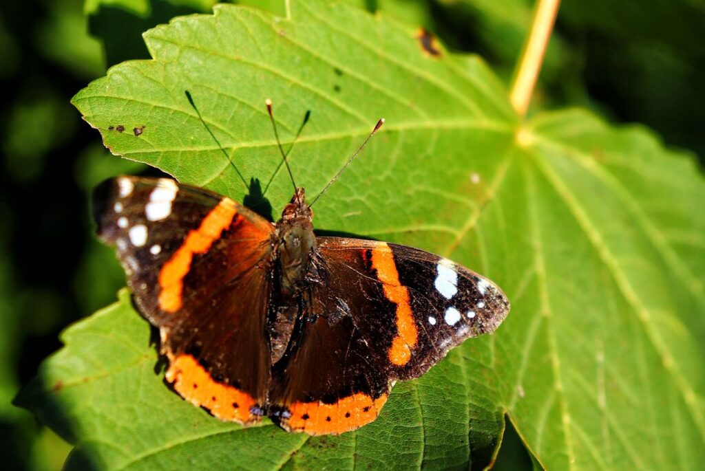 Motyl, Rusałka admirał