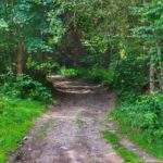 Szeroka droga leśna