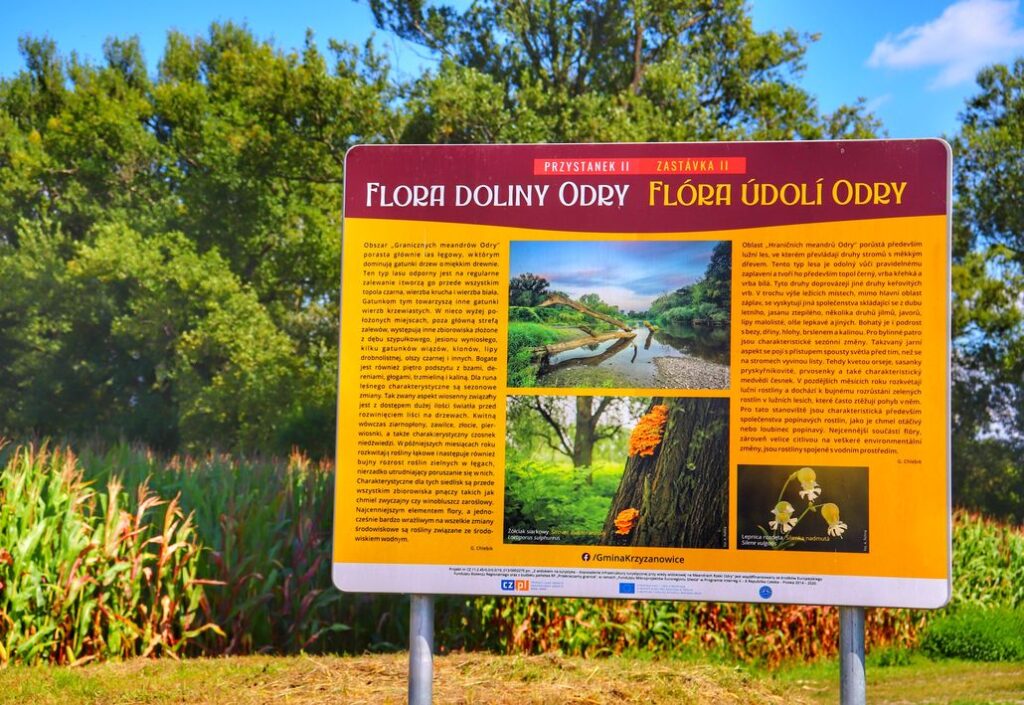 Flora Doliny Odry, tablica edukacyjna na trasie rowerowej Meandry Odry