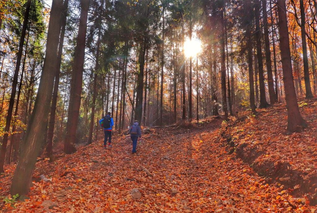 Mali turyści, dzieci na beskidzkim szlaku, las, jesień, słońce, Brenna