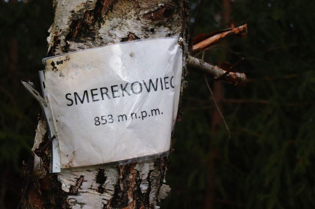 Smerekowiec w Beskidzie Śląskim, kartka oznaczająca szczyt przymocowana do drzewa