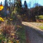 Szeroka droga leśna na szlaku żółtym w Brennej, słoneczny, jesienny dzień