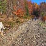 Turyści - mężczyzna z dzieckiem na zielonym szlaku na Łysą Górę w Czechach, szeroka droga leśna