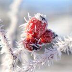 Dzika róża, zima, szron