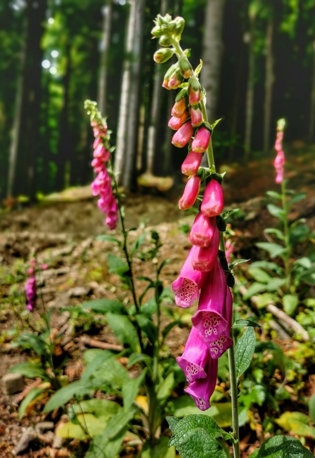 NAPARSTNICA PURPUROWA w beskidzkim lesie